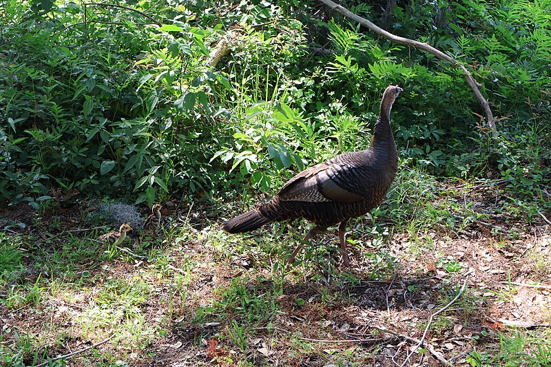 File:Eastern Wild Turkey with Her Chicks at Brookgreen Gardens 04.jpg